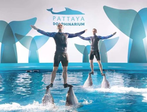 Pattaya Dolphinarium
