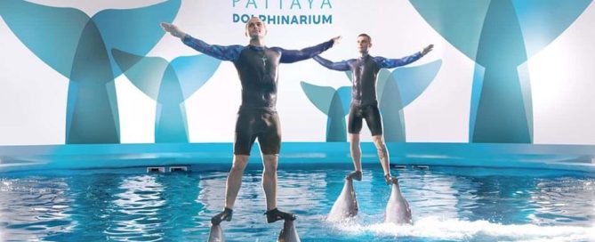 pattaya-dolphinarium